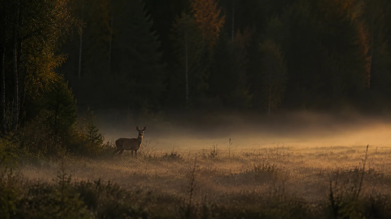 Rådjur står vid kanten av en dimmig äng i gryningen